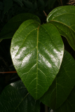 Viburnum japonicum RCP12-06 053.jpg